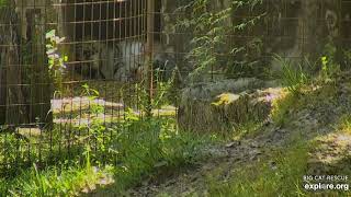 Is it lunch yet?  Dutchess tiger at Big Cat Rescue.
