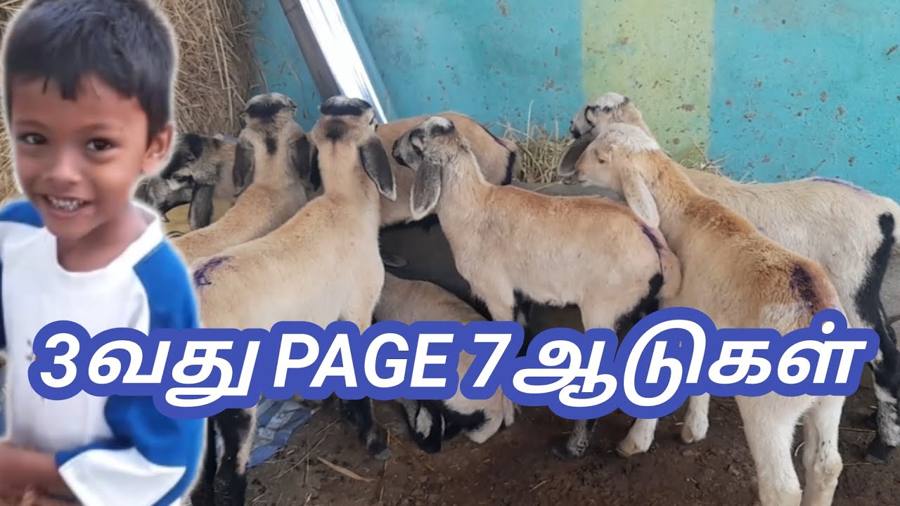 3வது PAGE 7ஆட்டு குட்டி 👍🐐