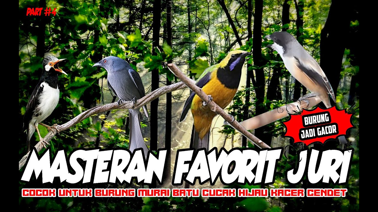 Cara Membaca Karakter Juri Burung untuk Menang Kompetisi Cara Membaca Karakter Juri Burung untuk Menang Kompetisi