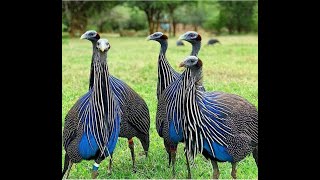 Aina Ya Ndege Kanga Wenye Kuuzika Kirahisi Sikoni Aina Ya Ndege Kanga Wenye Kuuzika Kirahisi Sikoni