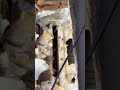 Two things that dont mix. Termites and Spray foam insulation