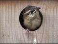 Carolina Wren Baby Birds eating bugs, pooping & leaving nest. FYV