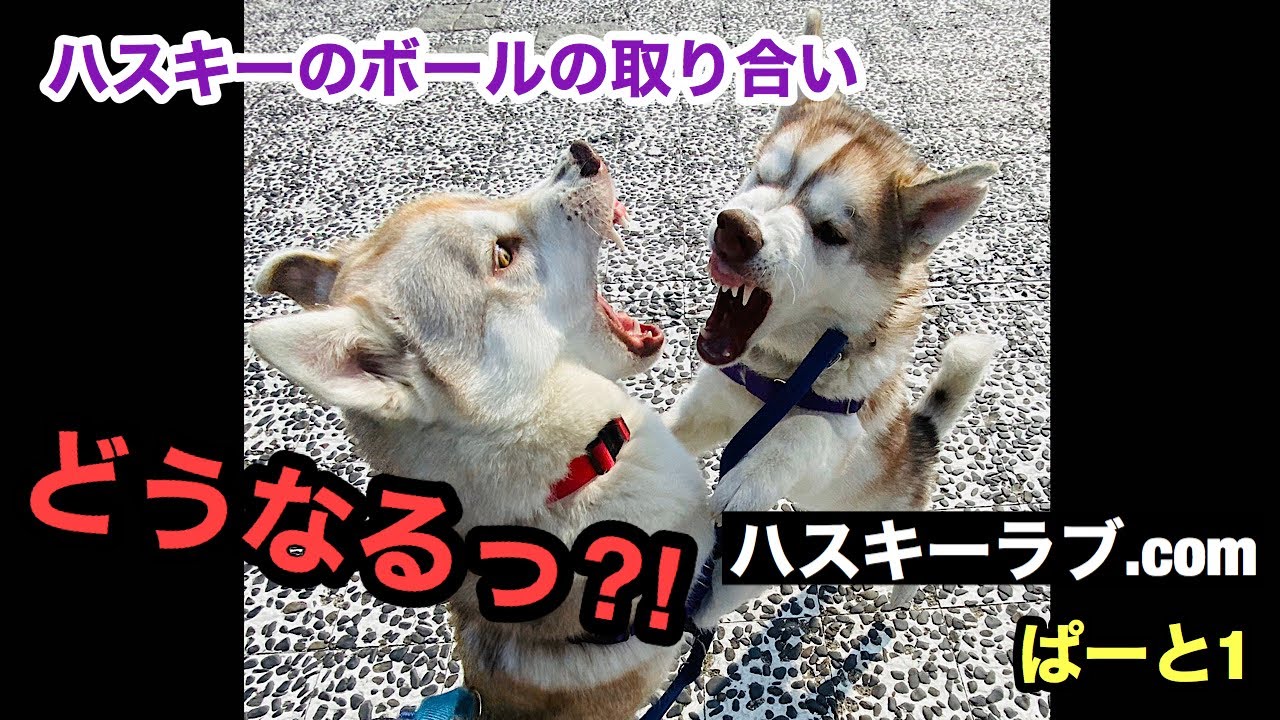 貴重 ウルフドッグに会ってきた 狼犬を前にテンションの上がるシベリアンハスキー Youtube