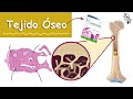 Tejido Óseo (Hueso) | Histología Ross | Medicina