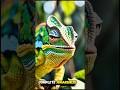 Chameleon’s Secret Power 🦎 | Master of Adaptation in the Wild (Real Behavior Documentary)