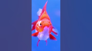 Goldfish Memory Myth Busted #animalfacts