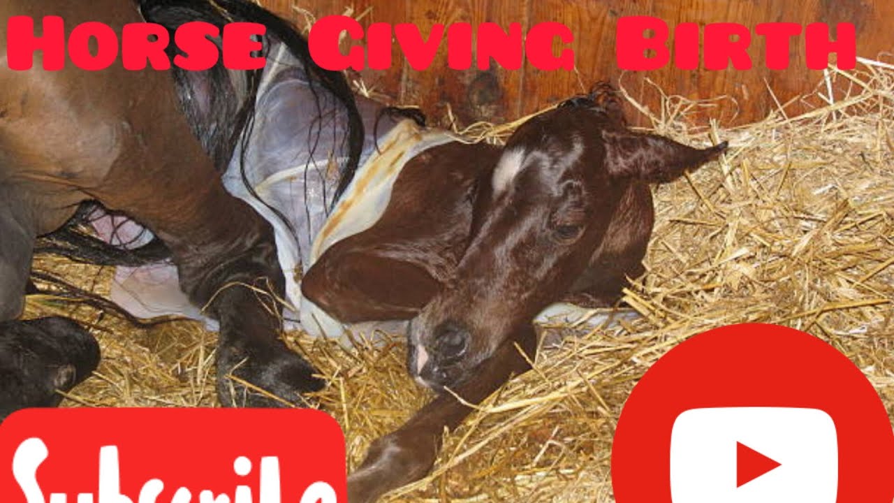 Pregnant Thoroughbred Mare In Labor Horse Giving Birth Foaling A Baby
