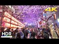 Tokyo Night Cherry Blossoms 2024 - Shibuya [4K HDR]