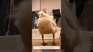 WildlifeRescue #Hope #SecondChance, #Heartwarming #Dogs #Goose #love #cute