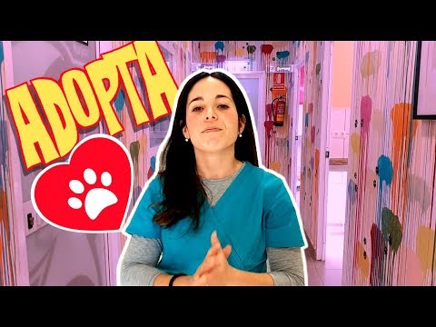 Video: 5 Cosas A Considerar Antes De Adoptar Mascotas únicas Y No Tradicionales