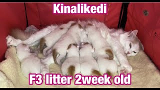 可愛いバン猫赤ちゃん2週齢/ Turkish Van Kittens 2weeks old by VanCat Quest/バン猫クエスト 416 views 3 years ago 1 minute, 6 seconds