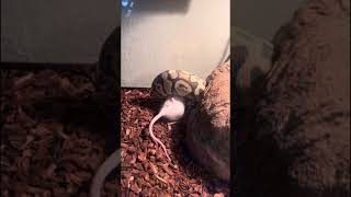WARNING ⚠️LIVE FEEDING BALL PYTHONS #ballpython #python #reptiles #royalpython #pets #animals #omg⛔️