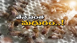 Honey Bee and Rubber Cultivation - Eruvaka - 25-08-2014 - 99tv