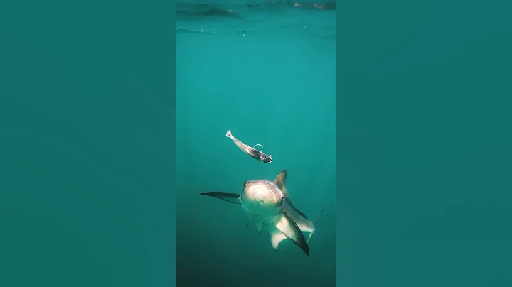 NLBN: Cobia Eats 5” Paddle Tail