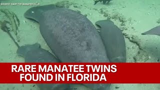 Adorable! Rare manatee twins found at Blue Spring State Park in Florida