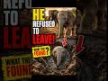 🦣He refused to Leave..#shorts #wildlife #animals