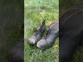 The Oldest Football Boots In The World ⚽️😱 #shorts