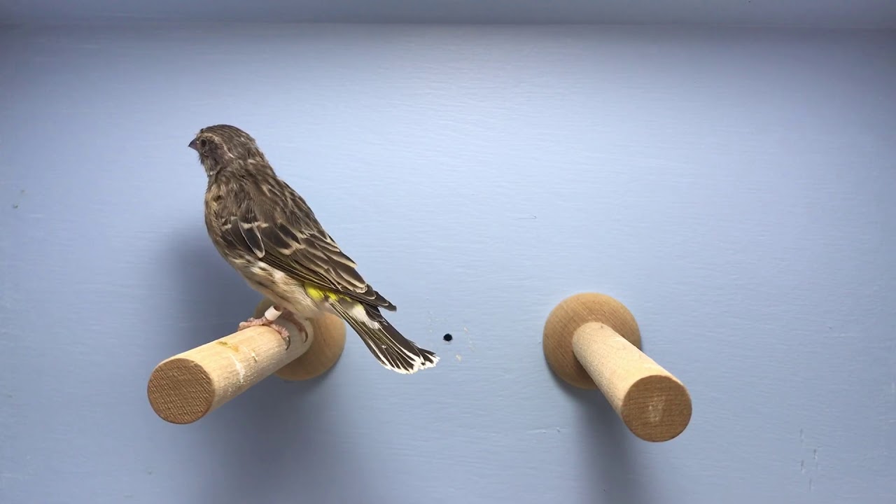Female-black throated canary