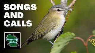 Red-eyed Vireo Song