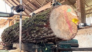 Sawing a big pine log #30