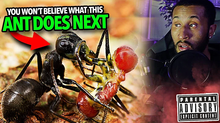 Casual Geographic Exposes The TERRIFYING Truth About Ants