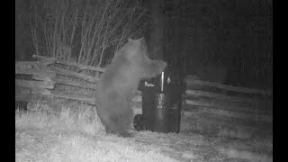 Bear-Resistant Trash Can Working