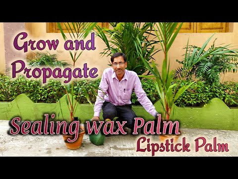 How to Grow, Care and Propagate Sealing wax Palm or Lipstick Palm so Easily.