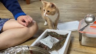Medi Cat learns how to cook fresh king prawns on sea salt