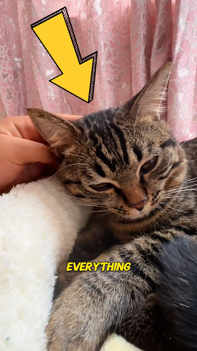 She was Meant to Meet This Cat