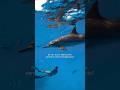 Voglio dire.. 🥹Vai al link in bio se anche tu vuoi nuotare coi delfini così 🥹🩵 #swimwithdolphins