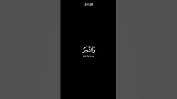 الم تر ان الله يسجد له | كرومات شاشة سوداء القران الكريم | قارئ ياسر الدوسري