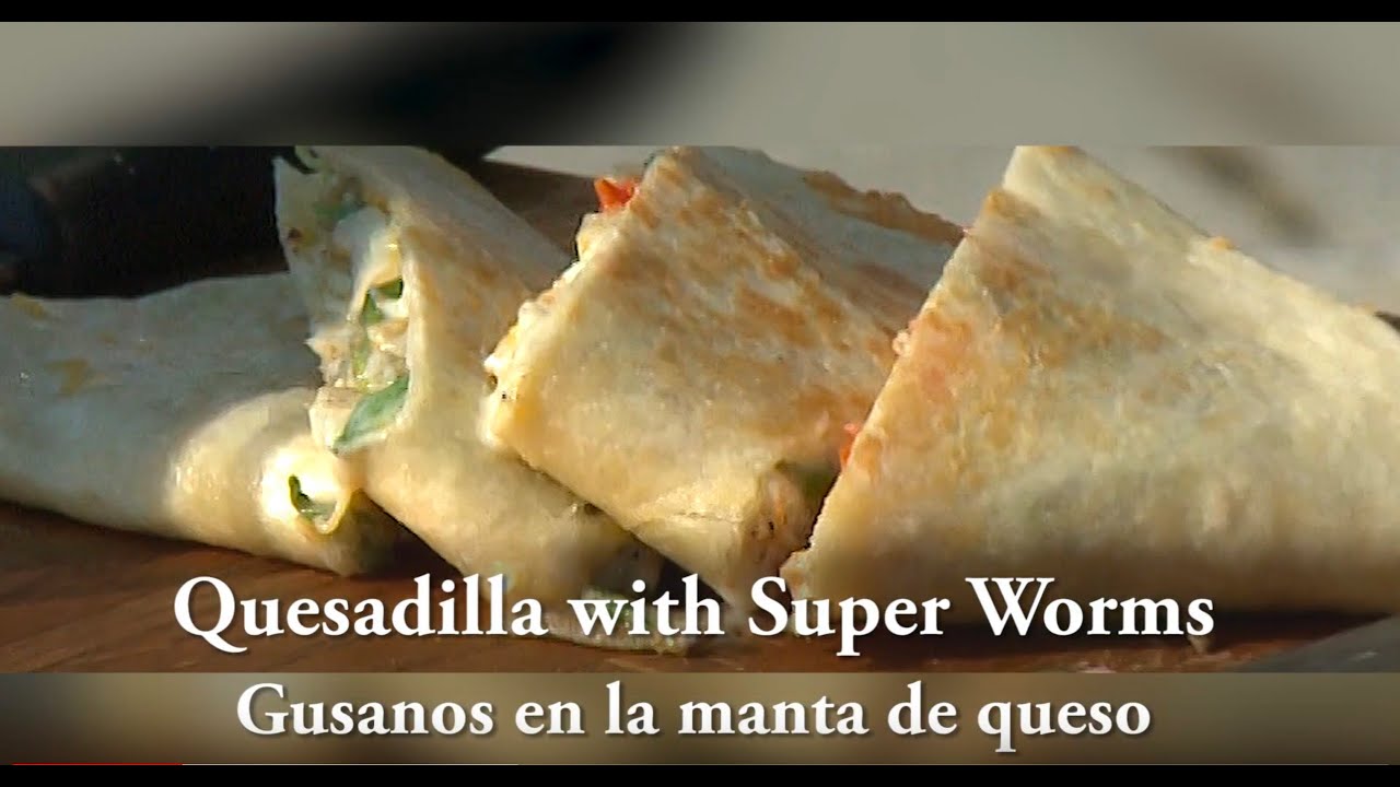 north carolina museum of natural sciences cafe Bugfest Easy Cheesy Quesadilla Recipe with Superworms!