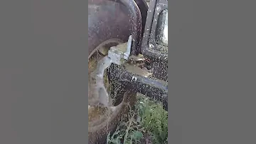 Это гусеница убийца способна сожрать....