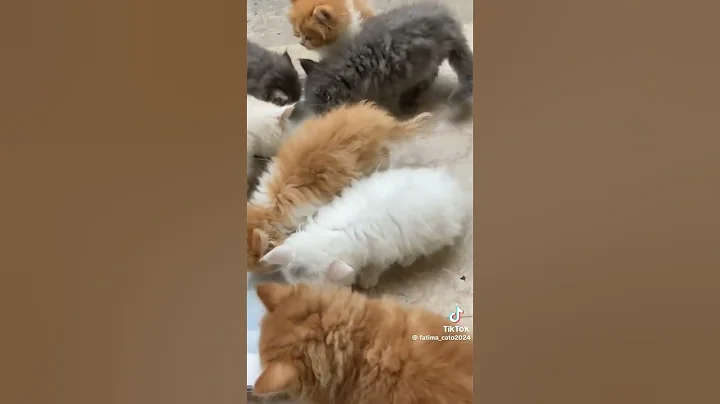 Video 10071211: persian himalayan kittens, cute himalayan persian