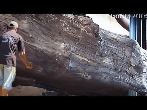 Sawmills || Sawing a Branch of the Oldest Wood on Earth || Wood Cutting Machine