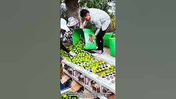 Best Innovation Fruit Sorting Machine: How to Grade Oranges with Precision