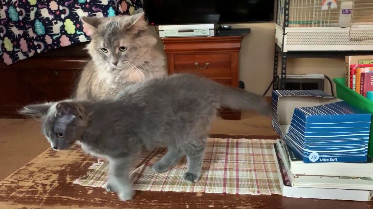 Cat disciplining kitten! - YouTube