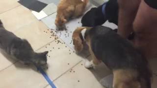 Cat Biscuit Mayhem