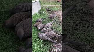 Download Lagu Ternak perkutut lokal di alam liar #birds #perkututgacor  #perkutut #perkututlokal #shots MP3