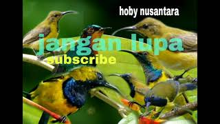 suara burung sogon kejepit kombinasi @hobynusantara5159