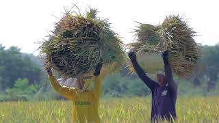 Transforming Philippine Agriculture: Inside the APA Project for Climate Resilience
