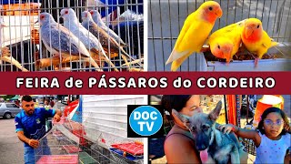 Feira de Pássaros do Cordeiro   #passaros #criarpassaros #feiralivre by DOCTV 15,472 views 1 month ago 17 minutes