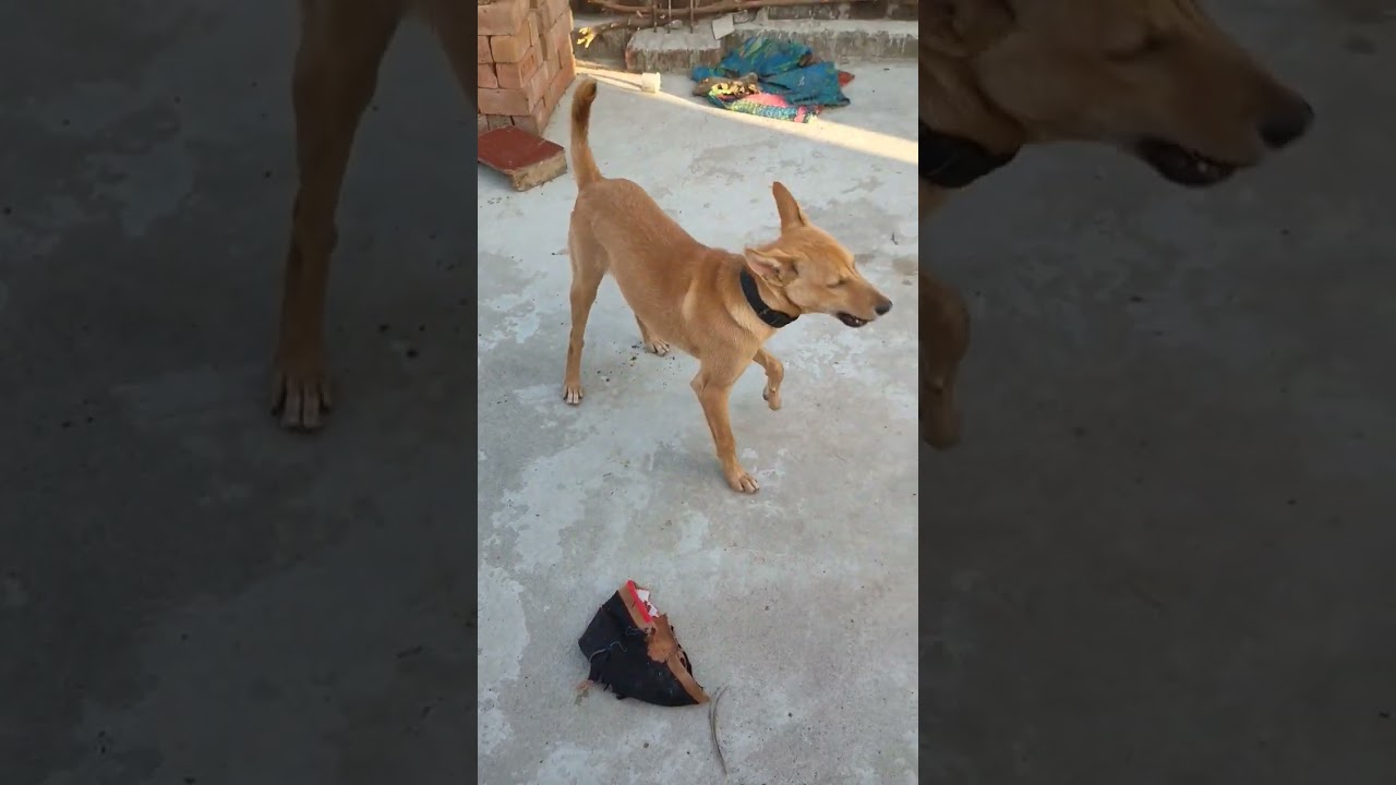 rajpal yadav comdey 🤣🤣🤣🤣🤣🤣🤣🤣🤣🤣🤣🤣🤣🤣🤣🤣🤣🤣🤣🤣🤣🤣🤣