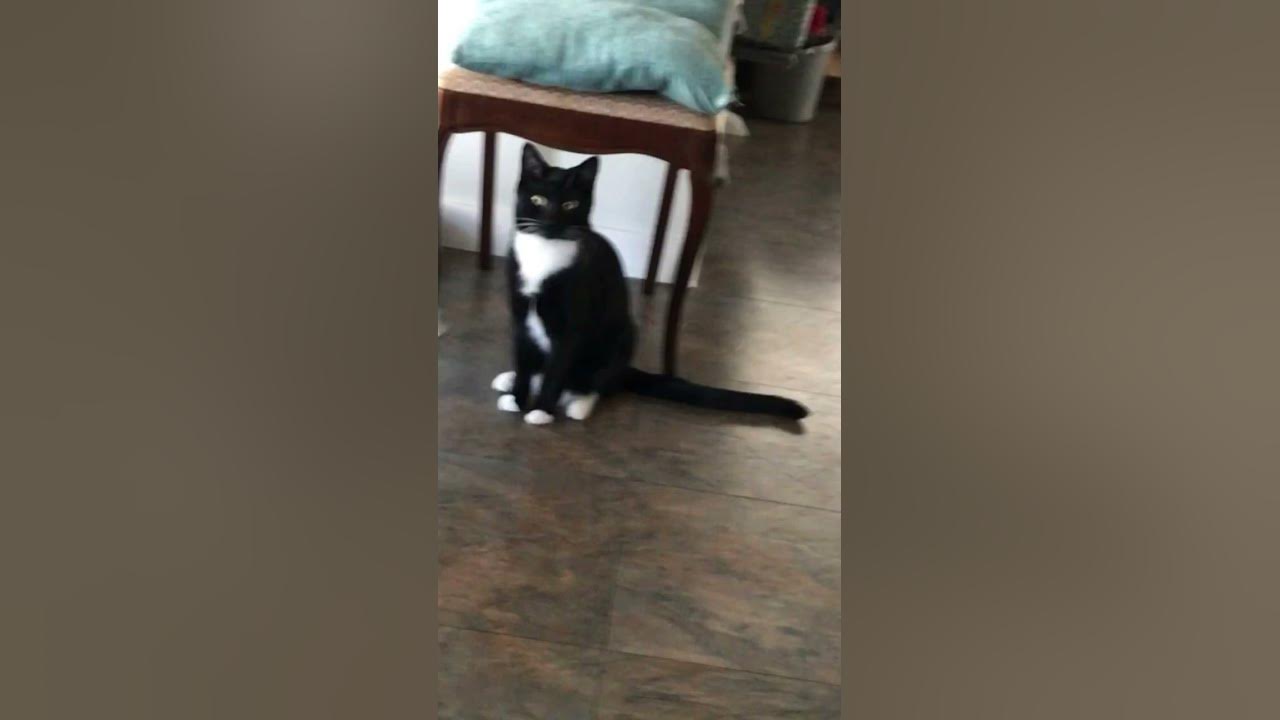 my-kittens-eyes-subscribe-like-share-fyp-relatable-shortsfeed
