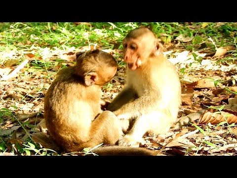 baby monkey pet uk Looking Both Handsome Polino & Maddix,What Maddix try to do to monkey polino?