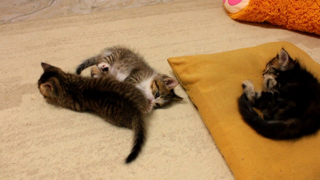 The Pure Joy of Kittenhood
