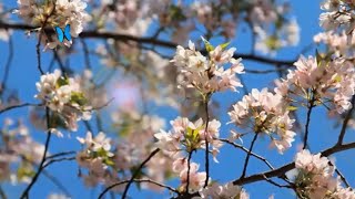 🌸Футаж🌸Цветущая черешня и бабочки🦋Background Cherry Blossoms