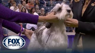 Buddy Holly the Petit Basset Griffon Vendéen wins Best in Show | Westminster Kennel Club