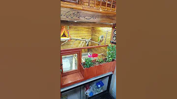 ویدیوی یکی از دوستان از پرنده هاشون گرینچیک قفس پرنده عروس هلندی کوتوله برزیلی حیوانات عشق 