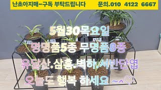 5월30목요일.유달산.삼홍.벽하.홍연.황중투호.서반단엽.장단엽.황산반.서호반.중압호